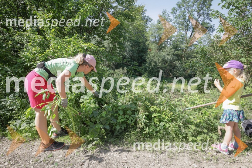 Akcija Očistimo Kranj invazivk
