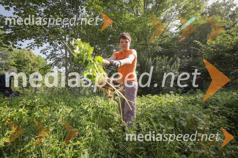 Akcija Očistimo Kranj invazivk