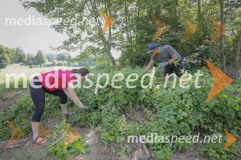  ... ;  Matjaž Rakovec, župan Mestne občine KranjAkcija Očistimo Kranj invazivk