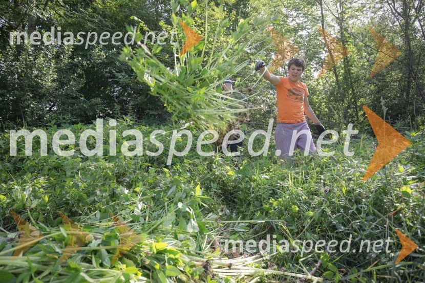 Akcija Očistimo Kranj invazivk