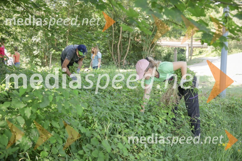 Akcija Očistimo Kranj invazivk