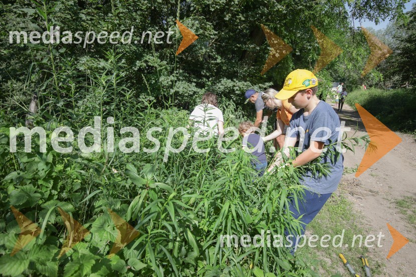 Akcija Očistimo Kranj invazivk