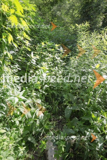 Akcija Očistimo Kranj invazivk