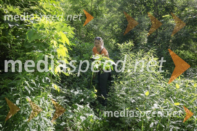 Akcija Očistimo Kranj invazivk