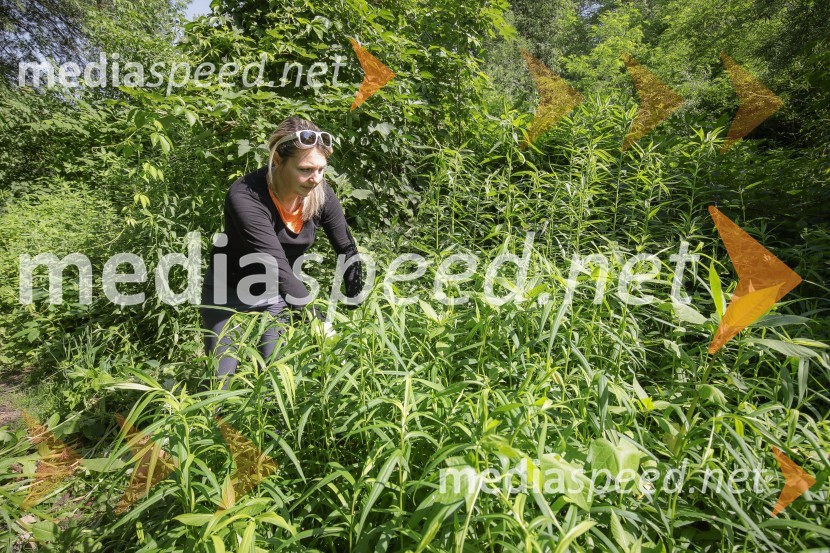 Akcija Očistimo Kranj invazivk
