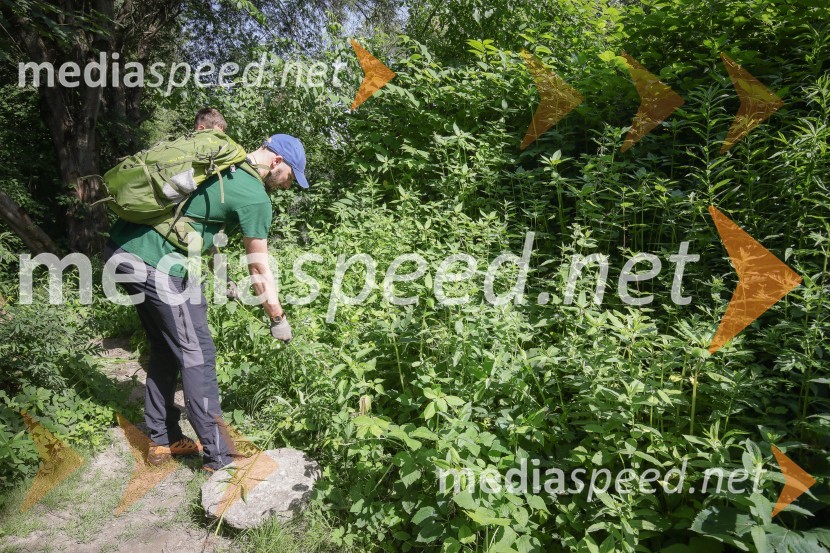 Akcija Očistimo Kranj invazivk