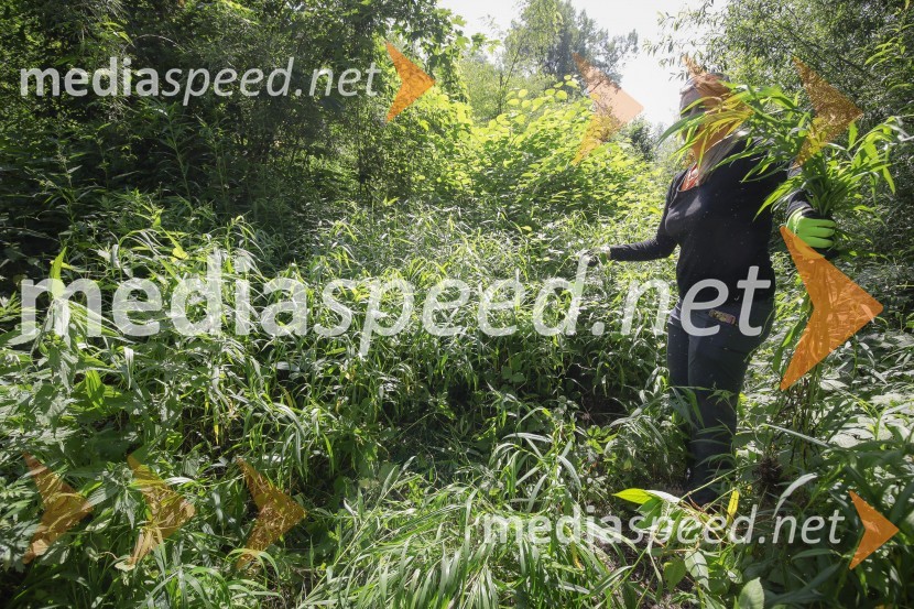 Akcija Očistimo Kranj invazivk