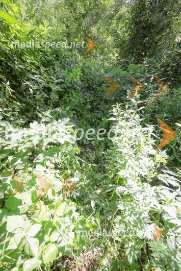 Akcija Očistimo Kranj invazivk