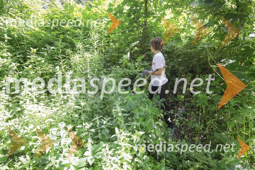 Akcija Očistimo Kranj invazivk