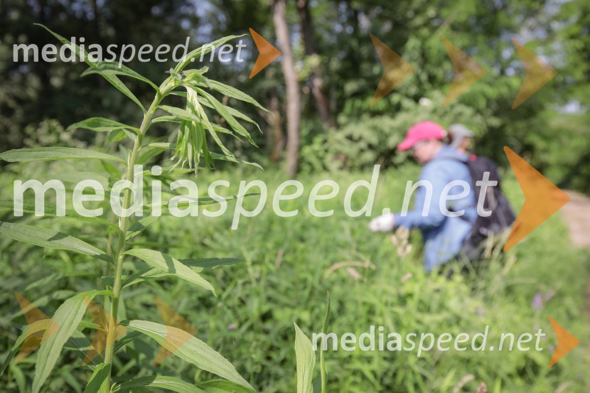 Akcija Očistimo Kranj invazivk