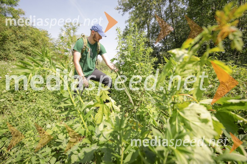 Akcija Očistimo Kranj invazivk