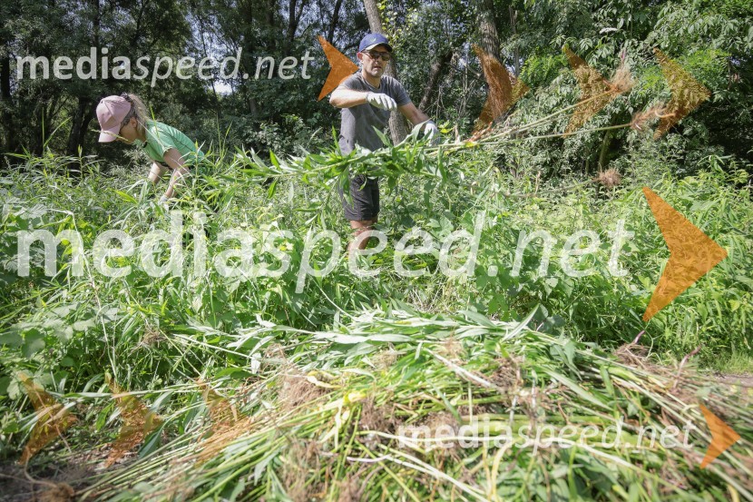  Matjaž Rakovec, župan Mestne občine KranjAkcija Očistimo Kranj invazivk