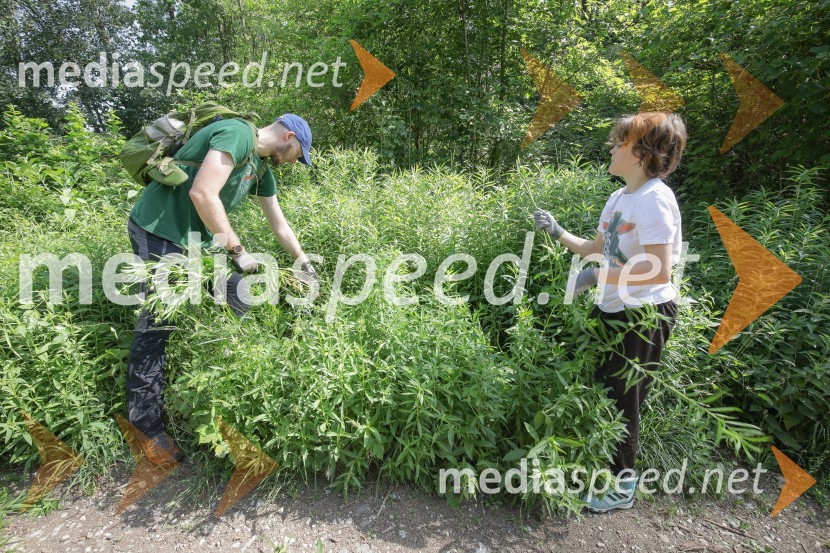 Akcija Očistimo Kranj invazivk