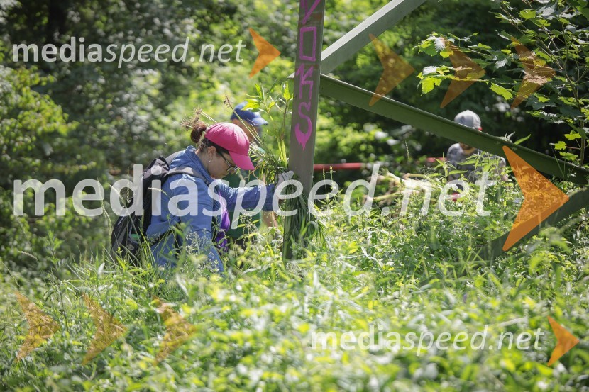Akcija Očistimo Kranj invazivk
