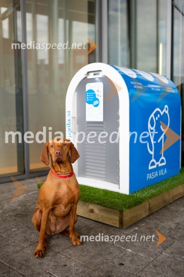 Postavitev Pasje vila, Citycenter Celje