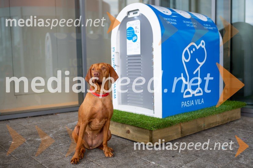 Postavitev Pasje vila, Citycenter Celje