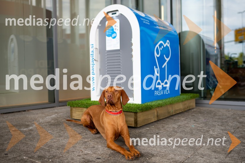 Postavitev Pasje vila, Citycenter Celje