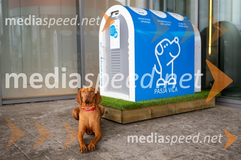 Postavitev Pasje vila, Citycenter Celje