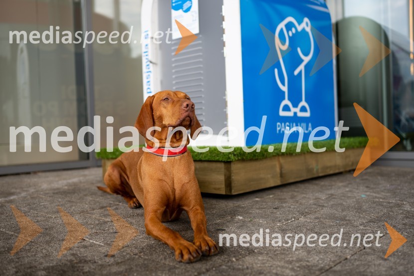 Postavitev Pasje vila, Citycenter Celje