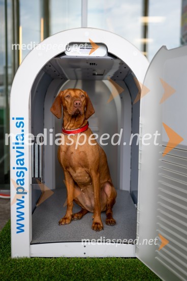 Postavitev Pasje vila, Citycenter Celje