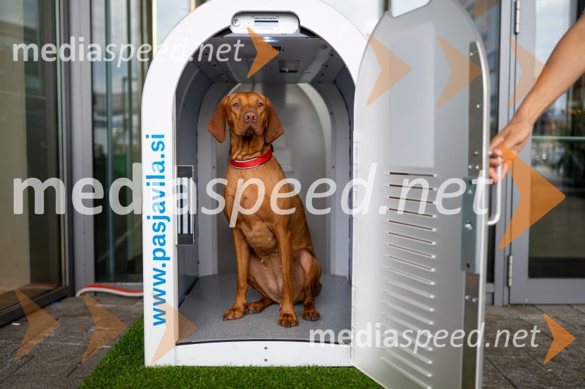 Postavitev Pasje vila, Citycenter Celje