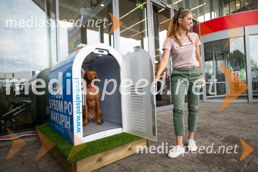 Postavitev Pasje vila, Citycenter Celje