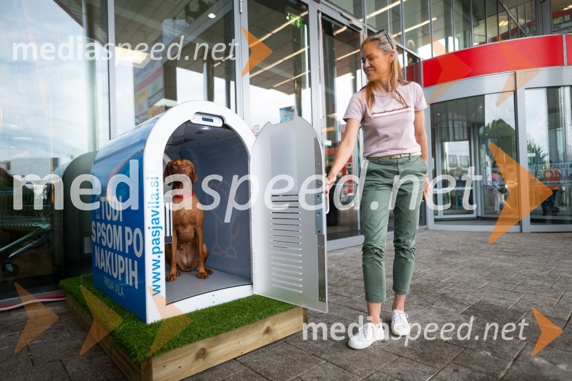 Postavitev Pasje vila, Citycenter Celje