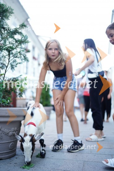 Kranfest 2022, sobotno dogajanje