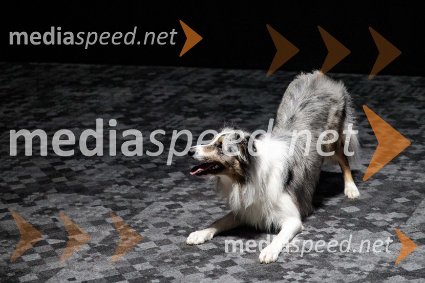 Premiera DC liga super ljubljenčkov, Cineplexx Ljubljana