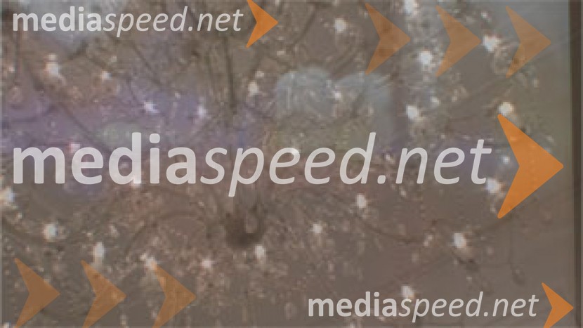 Naj Mariborčan 2008, svečana razglasitevNaj Mariborčan 2008