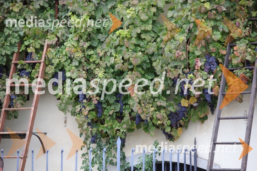 36. svečana trgatev Stare trte, najstarejše trte na svetu