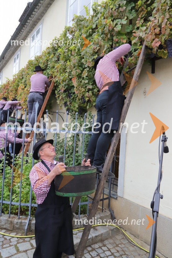 36. svečana trgatev Stare trte, najstarejše trte na svetu