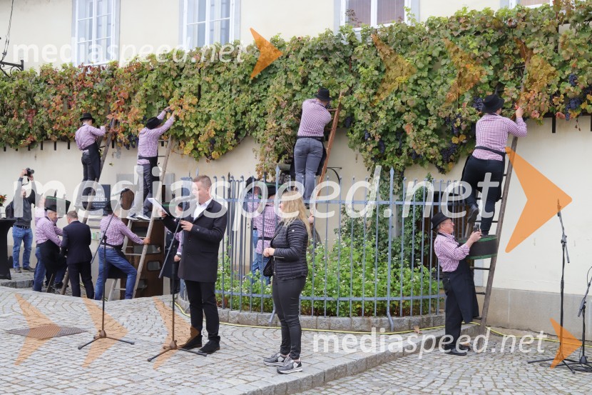  Robert Levstek,  odgovorni urednik Radia Maribor, moderator prireditev;  ... 36. svečana trgatev Stare trte, najstarejše trte na svetu
