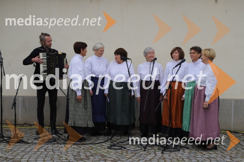 36. svečana trgatev Stare trte, najstarejše trte na svetu