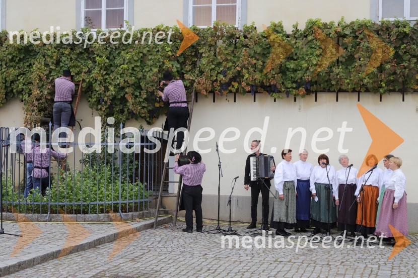 36. svečana trgatev Stare trte, najstarejše trte na svetu