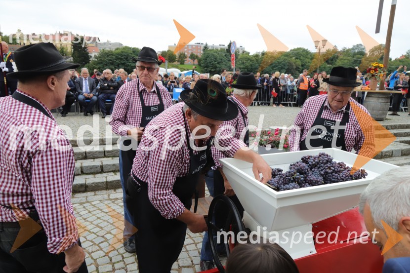 36. svečana trgatev Stare trte, najstarejše trte na svetu