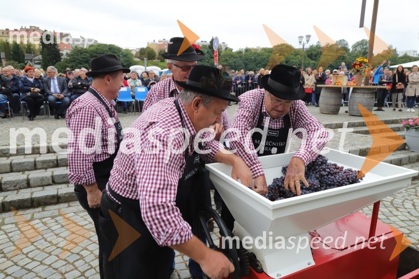 36. svečana trgatev Stare trte, najstarejše trte na svetu