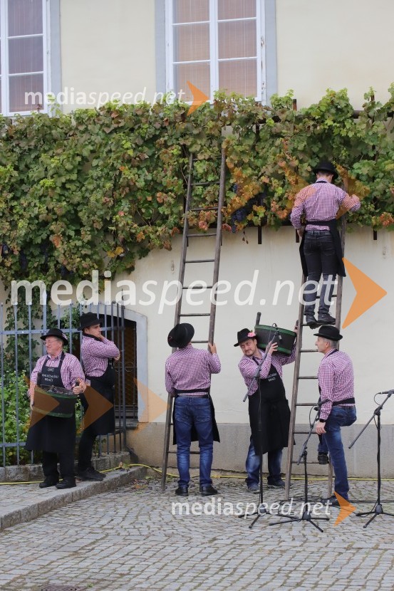 36. svečana trgatev Stare trte, najstarejše trte na svetu