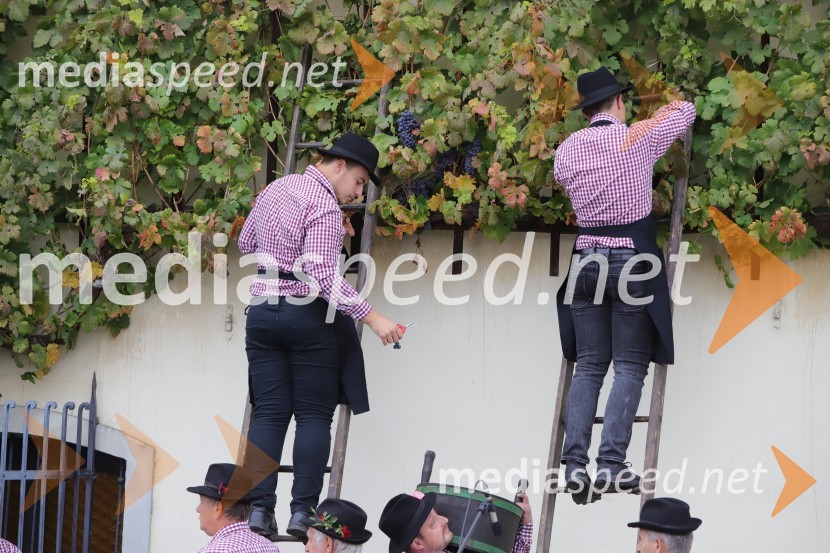 36. svečana trgatev Stare trte, najstarejše trte na svetu