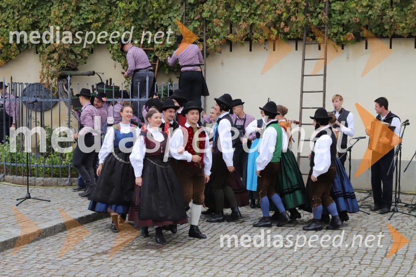 36. svečana trgatev Stare trte, najstarejše trte na svetu