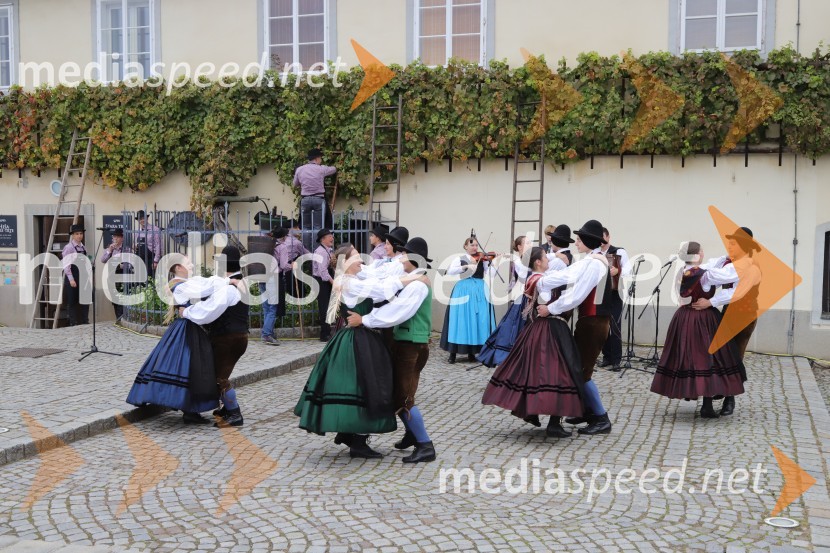 36. svečana trgatev Stare trte, najstarejše trte na svetu