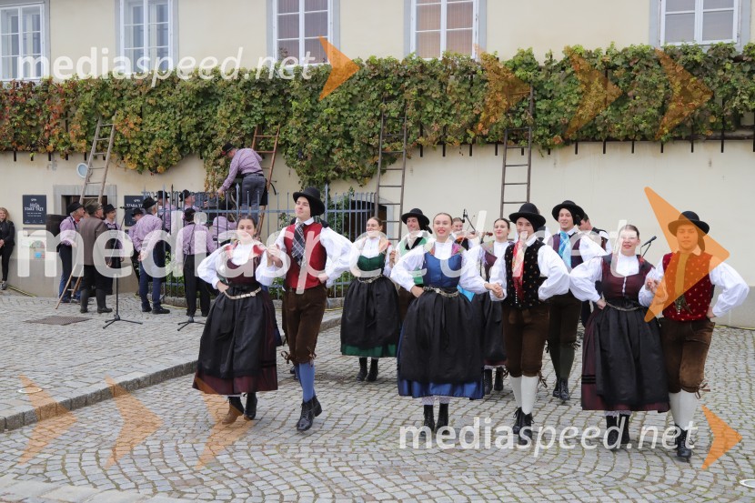 36. svečana trgatev Stare trte, najstarejše trte na svetu