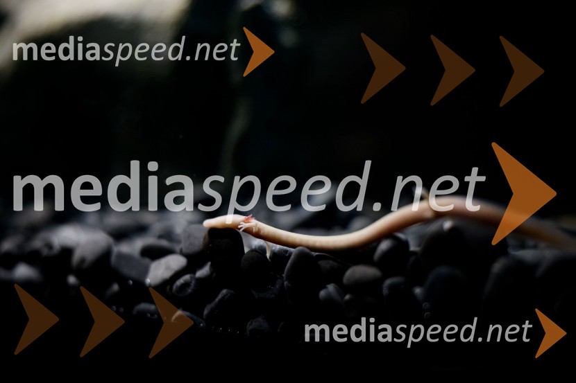 SOS Proteus - odprtje informacijskega centra za varstvo človeške ribice, Kranj