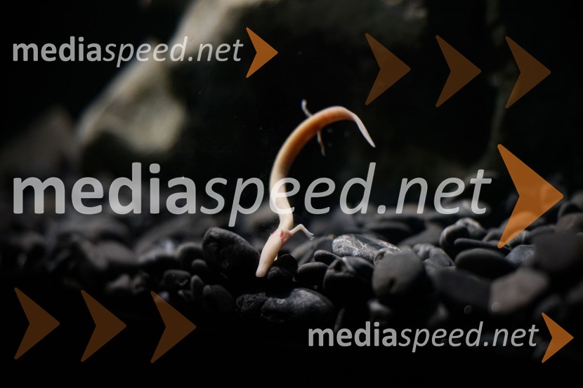 SOS Proteus - odprtje informacijskega centra za varstvo človeške ribice, Kranj