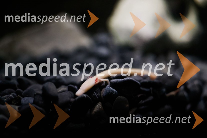 SOS Proteus - odprtje informacijskega centra za varstvo človeške ribice, Kranj