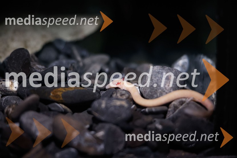 SOS Proteus - odprtje informacijskega centra za varstvo človeške ribice, Kranj