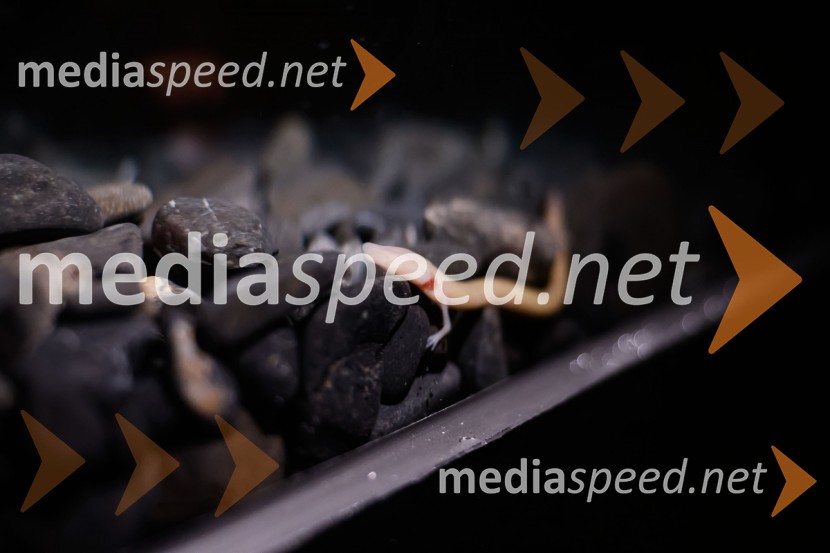 SOS Proteus - odprtje informacijskega centra za varstvo človeške ribice, Kranj