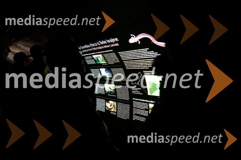 SOS Proteus - odprtje informacijskega centra za varstvo človeške ribice, Kranj