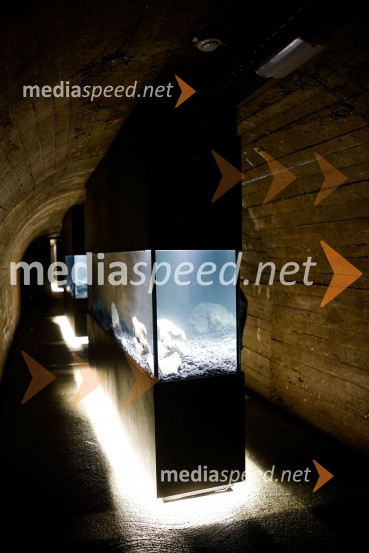 SOS Proteus - odprtje informacijskega centra za varstvo človeške ribice, Kranj