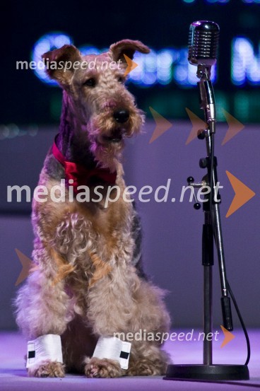 Viktorji 2008, dogajanje na odru in v dvorani